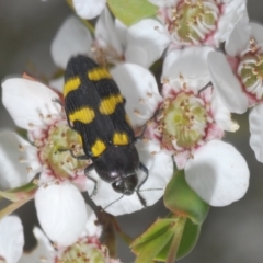 Castiarina australasiae (A jewel beetle) at Cotter River, ACT - 10 Jan 2023 by Harrisi