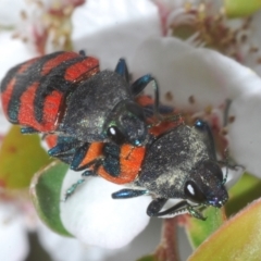 Castiarina kershawi (A jewel beetle) at Cotter River, ACT - 10 Jan 2023 by Harrisi