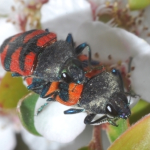 Castiarina kershawi at Cotter River, ACT - 10 Jan 2023 04:23 PM