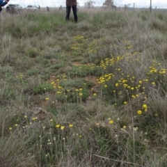 Rutidosis leiolepis (Monaro Golden Daisy) at Dry Plain, NSW - 16 Nov 2018 by AndyRoo