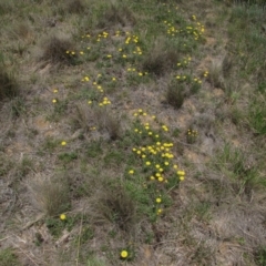 Rutidosis leiolepis (Monaro Golden Daisy) at Dry Plain, NSW - 16 Nov 2018 by AndyRoo