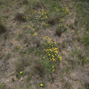 Rutidosis leiolepis at Dry Plain, NSW - 17 Nov 2018