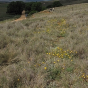 Rutidosis leiolepis at Adaminaby, NSW - 17 Nov 2018