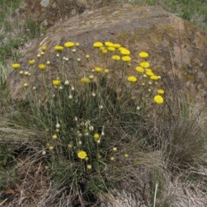 Rutidosis leiolepis at Nimmitabel, NSW - 18 Nov 2018