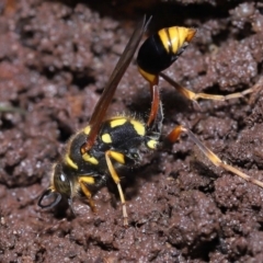 Sceliphron formosum at Wellington Point, QLD - suppressed