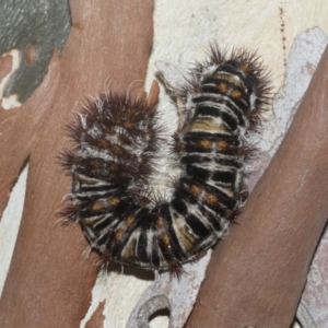 Chelepteryx collesi at Hawker, ACT - 12 Jan 2023