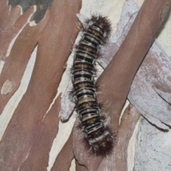 Chelepteryx collesi at Hawker, ACT - 12 Jan 2023