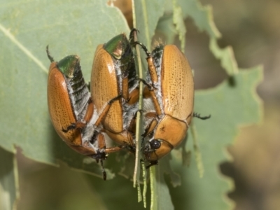 Anoplognathus brunnipennis (Green-tailed Christmas beetle) at Higgins, ACT - 12 Jan 2023 by AlisonMilton