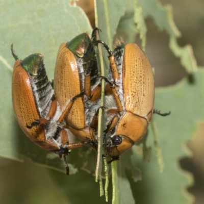 Anoplognathus brunnipennis (Green-tailed Christmas beetle) at Higgins, ACT - 12 Jan 2023 by AlisonMilton