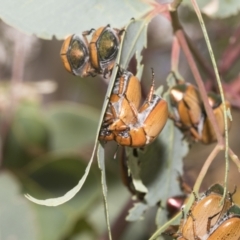 Anoplognathus brunnipennis at Higgins, ACT - 12 Jan 2023