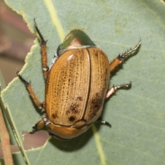 Anoplognathus brunnipennis at Higgins, ACT - 12 Jan 2023 04:11 PM