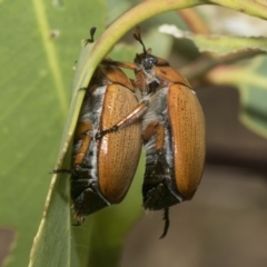 Anoplognathus brunnipennis at Higgins, ACT - 12 Jan 2023 04:11 PM