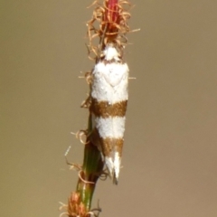 Unidentified Moth (Lepidoptera) at Wingello, NSW - 9 Jan 2023 by Curiosity