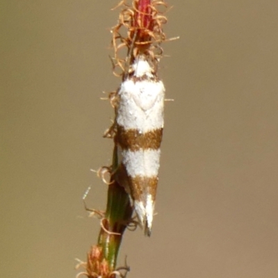 Unidentified Moth (Lepidoptera) at Wingello, NSW - 9 Jan 2023 by Curiosity