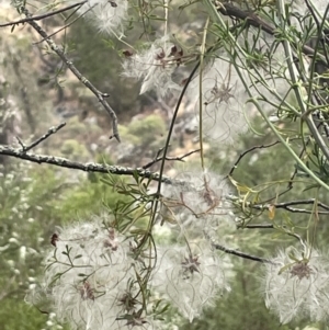 Clematis leptophylla at Kowen, ACT - 12 Jan 2023 04:56 PM