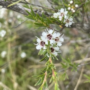 Kunzea ericoides at Kowen, ACT - 12 Jan 2023