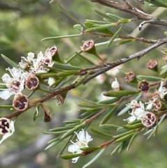 Kunzea ericoides at Kowen, ACT - 12 Jan 2023