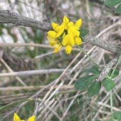 Lotus corniculatus (Birds-Foot Trefoil) at Kowen, ACT - 12 Jan 2023 by JaneR