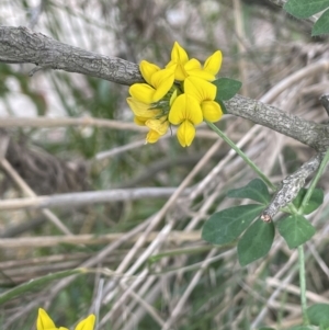 Lotus corniculatus at Kowen, ACT - 12 Jan 2023