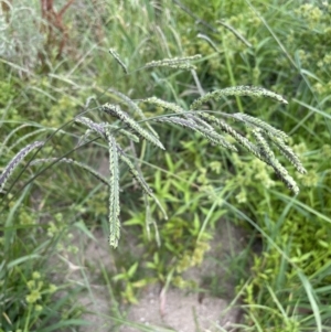 Paspalum dilatatum at Kowen, ACT - 12 Jan 2023