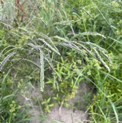 Paspalum dilatatum (Paspalum) at Kowen, ACT - 12 Jan 2023 by JaneR