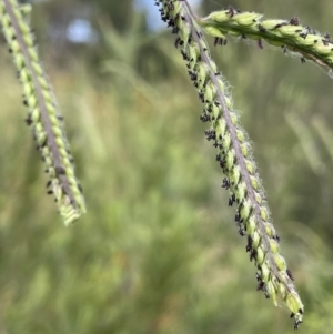 Paspalum dilatatum at Kowen, ACT - 12 Jan 2023