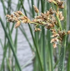 Schoenoplectus validus (River Club-rush) at Kowen, ACT - 12 Jan 2023 by JaneR