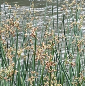 Schoenoplectus validus at Kowen, ACT - 12 Jan 2023