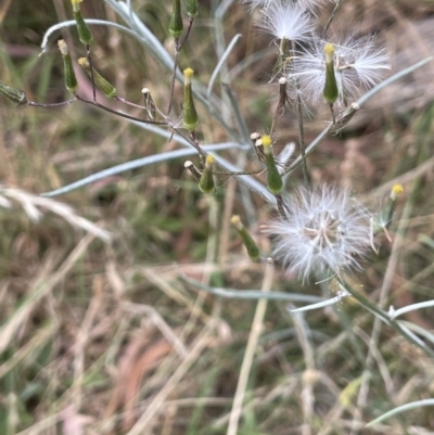 Senecio quadridentatus (Cotton Fireweed) at Kowen, ACT - 12 Jan 2023 by JaneR