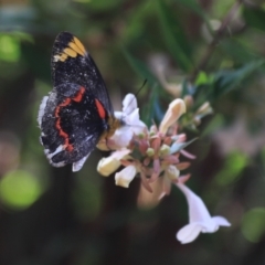 Delias nigrina (Black Jezebel) at Kaleen, ACT - 12 Jan 2023 by Rixon