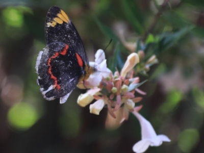 Delias nigrina (Black Jezebel) at Kaleen, ACT - 12 Jan 2023 by Rixon