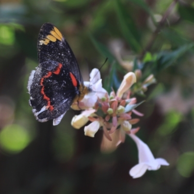 Delias nigrina (Black Jezebel) at Kaleen, ACT - 13 Jan 2023 by Rixon