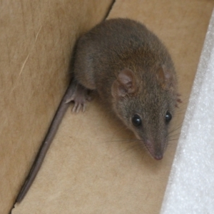 Antechinus agilis at Charleys Forest, NSW - 1 Feb 2022