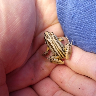 Limnodynastes peronii (Brown-striped Frog) at Charleys Forest, NSW - 7 Mar 2021 by arjay