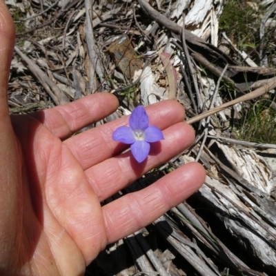 Wahlenbergia sp. (Bluebell) at Mongarlowe River - 18 Nov 2021 by arjay