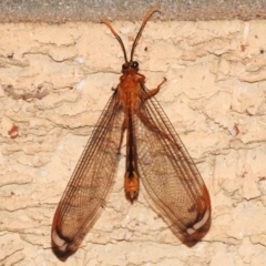 Nymphes myrmeleonoides (Blue eyes lacewing) at Wanniassa, ACT - 11 Jan 2023 by JohnBundock