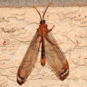 Nymphes myrmeleonoides at Wanniassa, ACT - 11 Jan 2023 10:14 PM