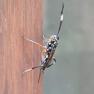 Stenarella victoriae at Downer, ACT - 11 Jan 2023