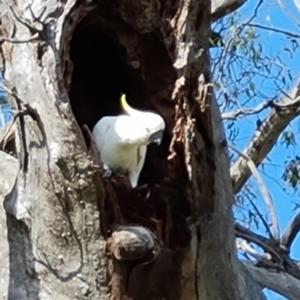 Cacatua galerita at O'Malley, ACT - 13 Jan 2023