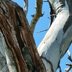 Callocephalon fimbriatum (Gang-gang Cockatoo) at O'Malley, ACT - 12 Jan 2023 by Mike