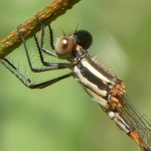 Austrolestes leda at Charleys Forest, NSW - 10 Feb 2022