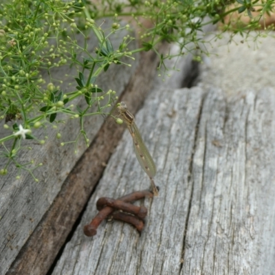 Austrolestes leda (Wandering Ringtail) at Charleys Forest, NSW - 9 Jan 2022 by arjay