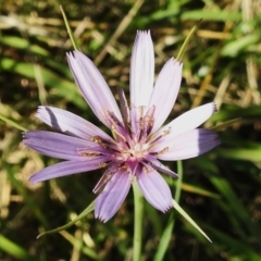 Tragopogon porrifolius subsp. porrifolius (Salsify, Oyster Plant) at Fyshwick, ACT - 9 Jan 2023 by JohnBundock