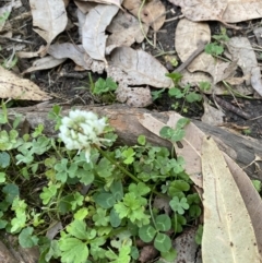 Trifolium repens (White Clover) at Long Beach, NSW - 12 Jan 2023 by natureguy