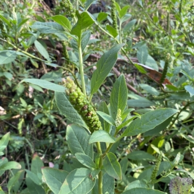 Phytolacca octandra (Inkweed) at Long Beach, NSW - 12 Jan 2023 by natureguy