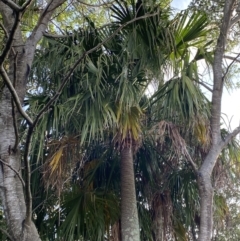 Livistona australis (Australian Cabbage Palm) at Long Beach, NSW - 13 Jan 2023 by natureguy