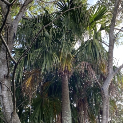 Livistona australis (Australian Cabbage Palm) at Long Beach, NSW - 13 Jan 2023 by natureguy