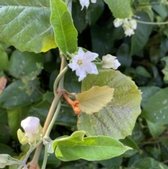 Araujia sericifera (Moth Plant) at Long Beach, NSW - 12 Jan 2023 by natureguy