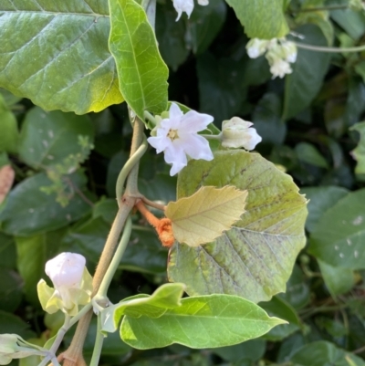 Araujia sericifera (Moth Plant) at Long Beach, NSW - 13 Jan 2023 by natureguy