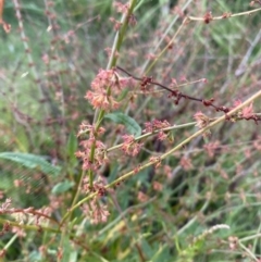 Rumex brownii (Slender Dock) at Long Beach, NSW - 12 Jan 2023 by natureguy